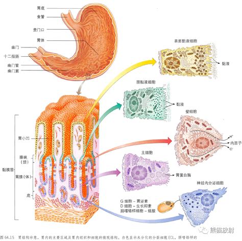 胃位置|【内脏】胃的解剖及其组织学